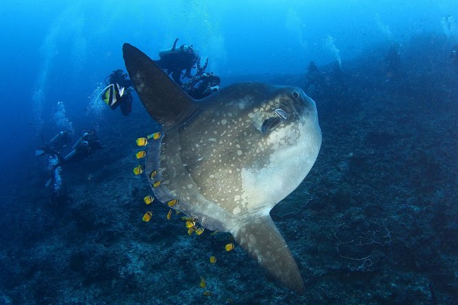 Open Water Course in Nusa Lembongan - Get Certified on remote island (next Bali) - Your 3-day flow: what happens from day one to certification