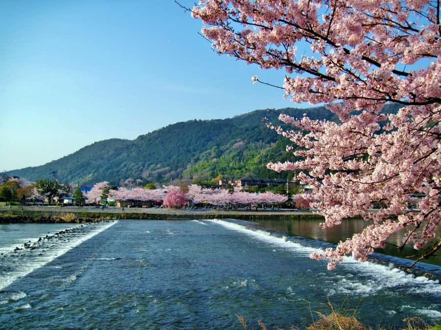 Osaka/Kyoto: Arashiyama, Nara & Fushimi Inari Shrine w/Lunch - Who should book this day trip (and who should skip it)