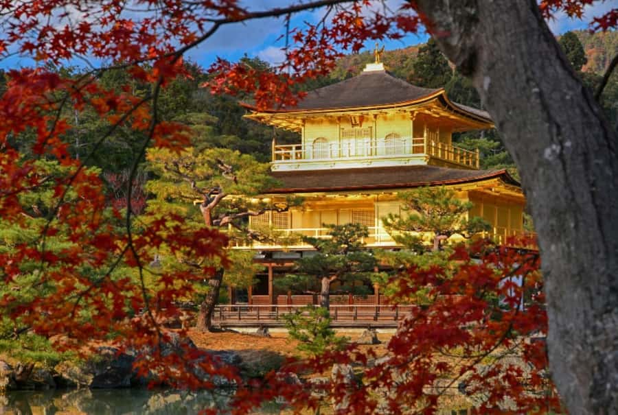 Osaka/Kyoto:Kinkakuji,Arashiyama,FushimiInariShrine,NaraPark - What to pack and how to make the day feel easier