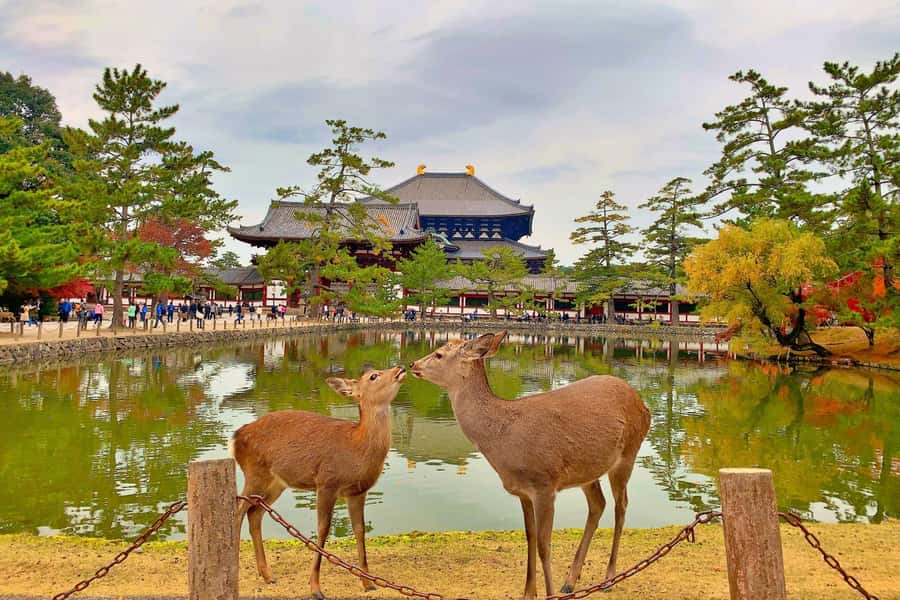 Osaka/Kyoto:Kinkakuji,Arashiyama,FushimiInariShrine,NaraPark - Arashiyama Bamboo Grove: beautiful, but plan around crowds