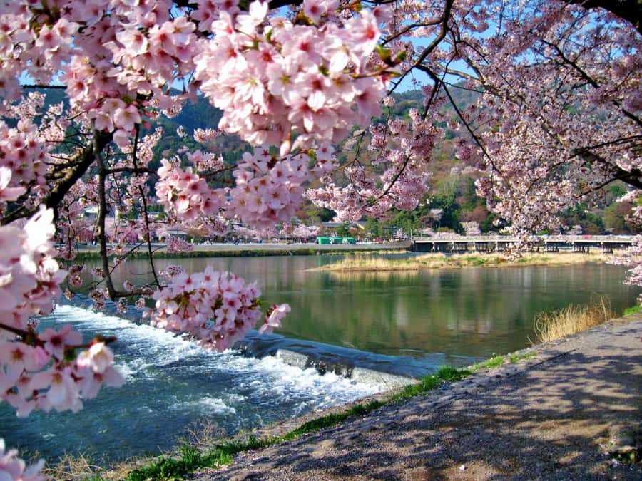 Osaka/Kyoto:Kinkakuji,Arashiyama,FushimiInariShrine,NaraPark - Fushimi Inari Shrine: 1,000 torii gates and a real walking payoff