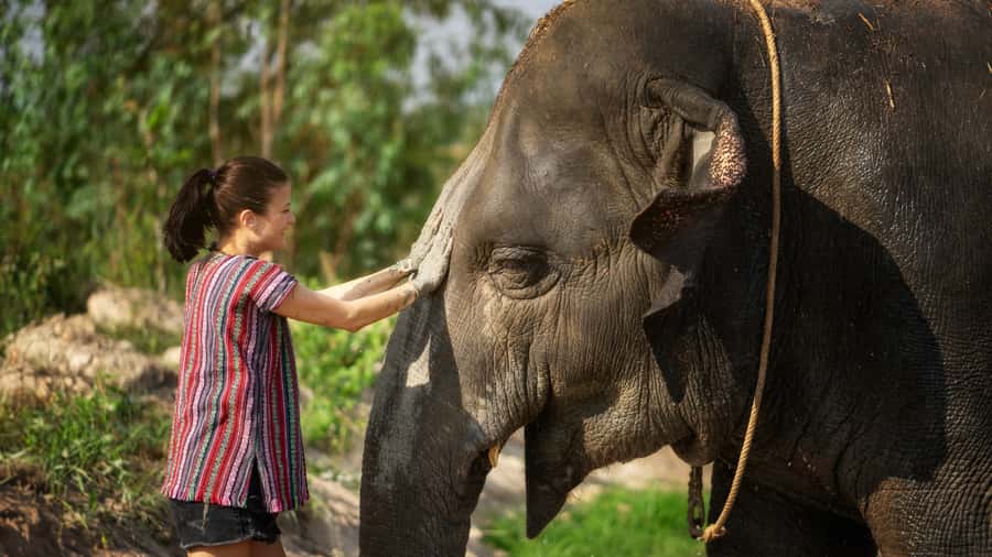Pattaya: Elephant Jungle Sanctuary Half-Day Tour with Meal - Key points to know before you go