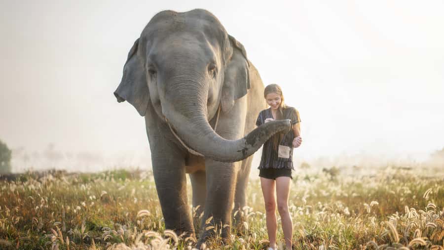 Pattaya: Elephant Jungle Sanctuary Half-Day Tour with Meal - Bathing Rituals: Water, Scrubbing, and Respect in Action