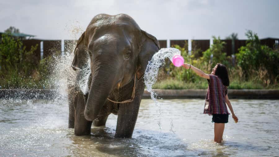Pattaya: Elephant Jungle Sanctuary Half-Day Tour with Meal - Camp Activities and Learning About Elephant Life
