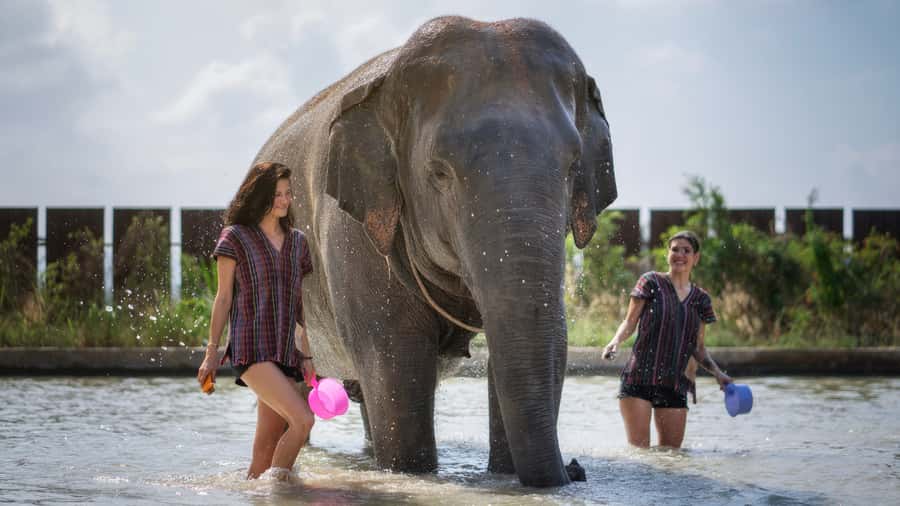 Pattaya: Elephant Jungle Sanctuary Half-Day Tour with Meal - Traditional Thai Meal: A Solid Finish, Not an Afterthought