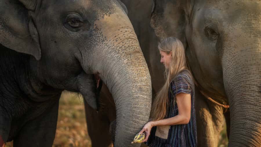 Pattaya: Elephant Jungle Sanctuary Half-Day Tour with Meal - Price and Value: Is $93 Worth It?