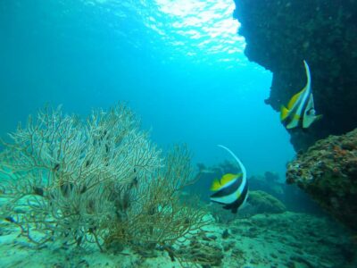 Phi Phi & Bamboo Islands: Premium Day Trip w/ Seaview Lunch - Bamboo Island: the first wow shot—and why it’s worth paying attention