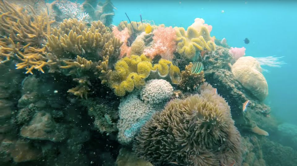 Phu Quoc: Speedboat Tour of 4 Islands with Snorkeling & BBQ - Stop 3: Buom Island for the second snorkeling session (and fish feeding)