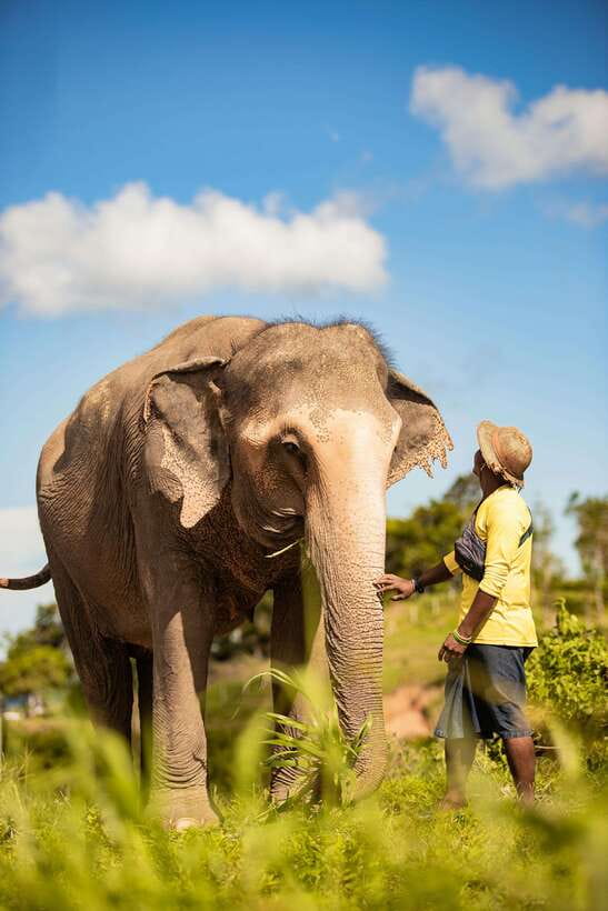 Phuket: Bukit Elephant Park Sanctuary Walk and Feed Tour - Elephant-First Rules You’ll Feel Good About