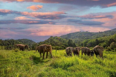 Phuket: Bukit Elephant Park Sanctuary Walk and Feed Tour - Getting Picked Up in Phuket Town, Patong, Karon, and More