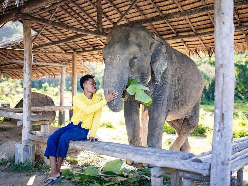 Phuket: Bukit Elephant Park Sanctuary Walk and Feed Tour - The Sanctuary Walk: Learning Elephant Habits as You Move