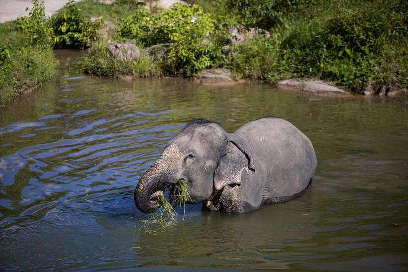 Phuket: Bukit Elephant Park Sanctuary Walk and Feed Tour - What the Ticket Actually Buys: Rescue Support and Ongoing Challenges