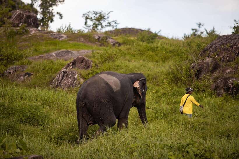 Phuket: Bukit Elephant Park Sanctuary Walk and Feed Tour - What to Bring (and What Not to Bring)