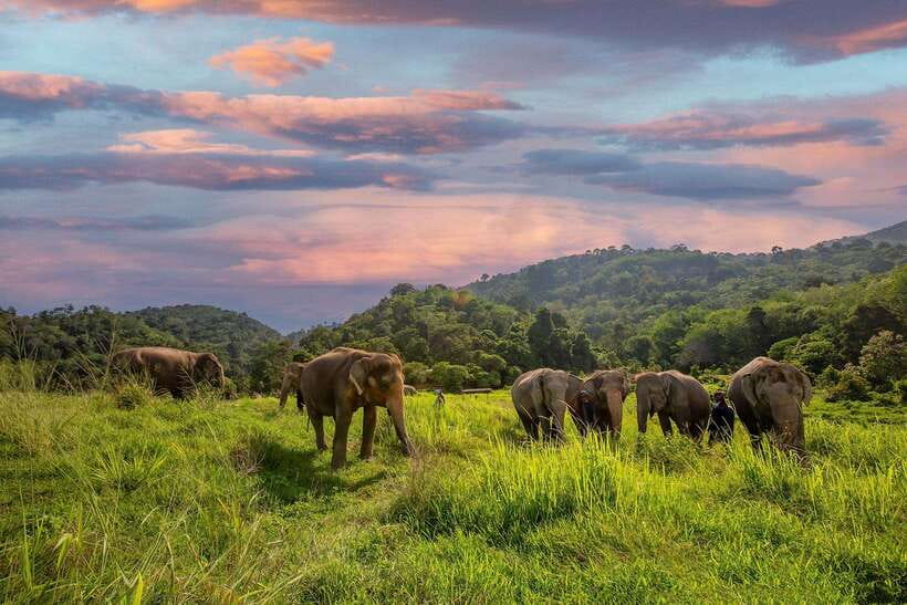 Phuket: Bukit Elephant Park Sanctuary Walk and Feed Tour - Getting Picked Up in Phuket Town, Patong, Karon, and More