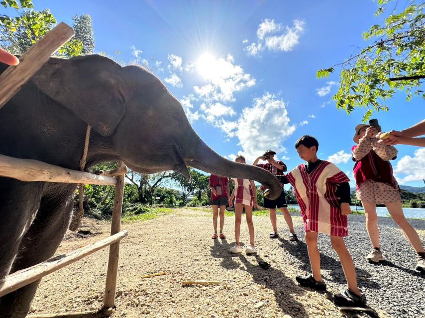 Phuket: Elephant Experience with Lunch or Dinner and Pickup - Key points to know before you go