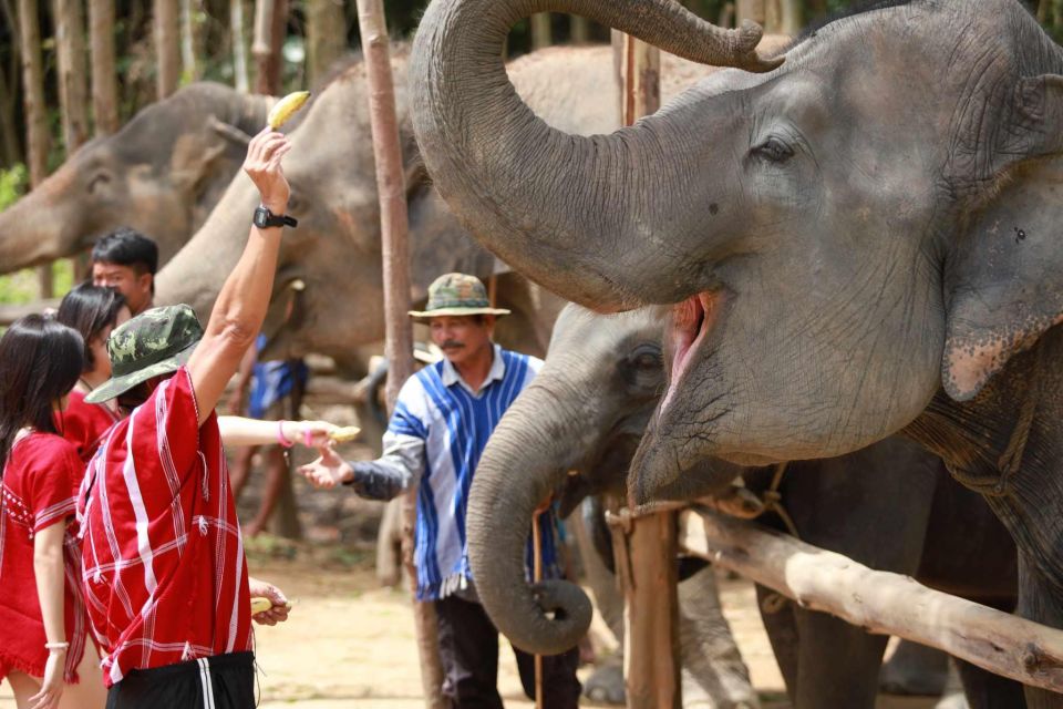 Phuket: Elephant Experience with Lunch or Dinner and Pickup - Feeding a Baby Elephant and Getting Up Close Safely