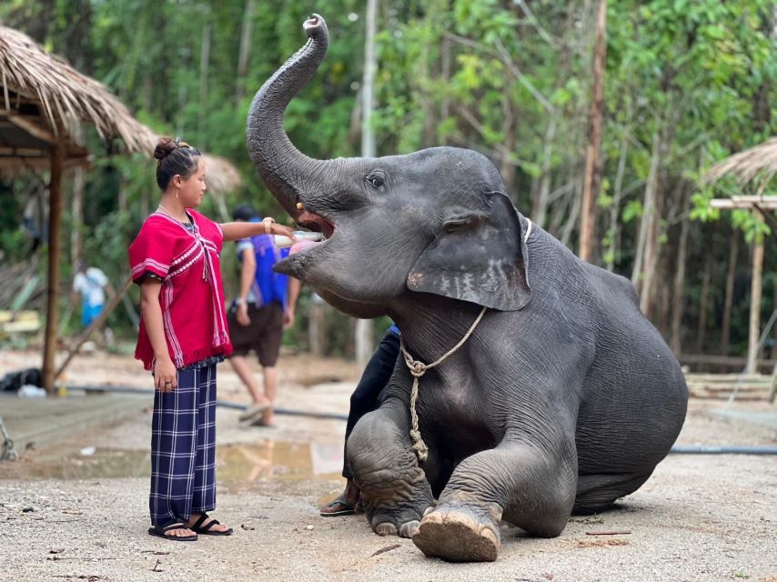 Phuket: Elephant Experience with Lunch or Dinner and Pickup - The Jungle Walk: Watching Elephant Behavior in Green Surroundings
