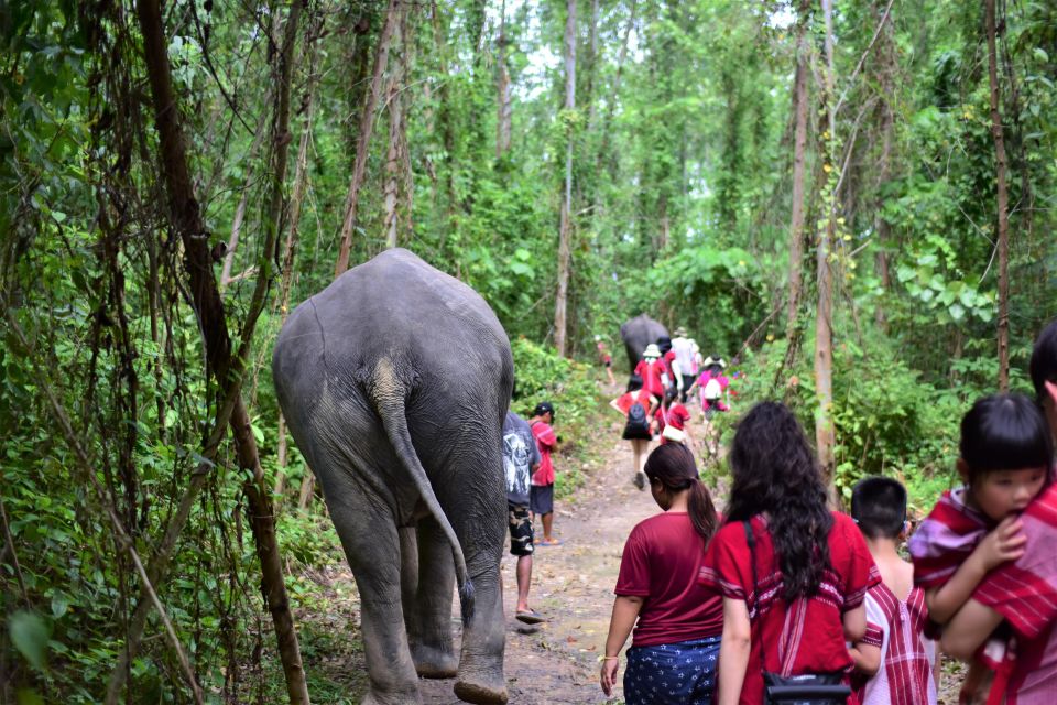 Phuket: Elephant Experience with Lunch or Dinner and Pickup - Mud Spa and Natural Bathing: The Wet Portion You Need to Plan For