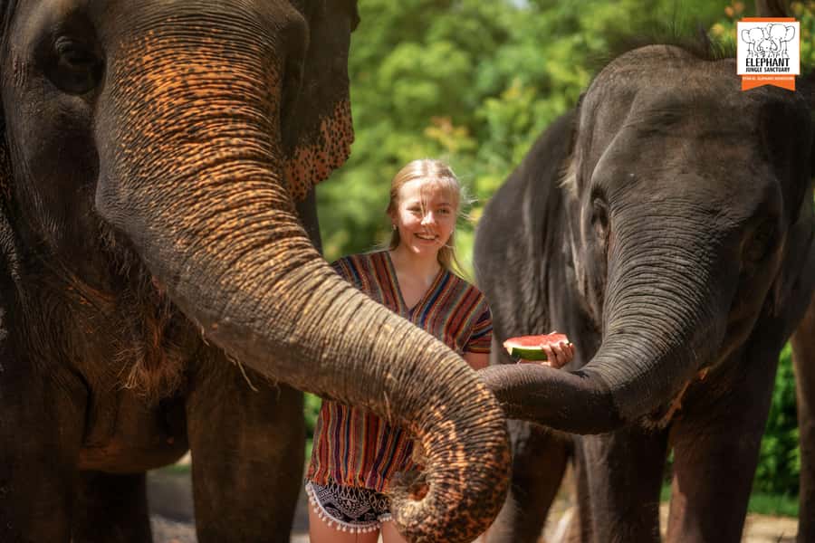 Phuket: Elephant Jungle Sanctuary Half-Day Visit with Meal - Elephant Jungle Sanctuary Phuket: The 3-Hour Rhythm You’ll Actually Notice