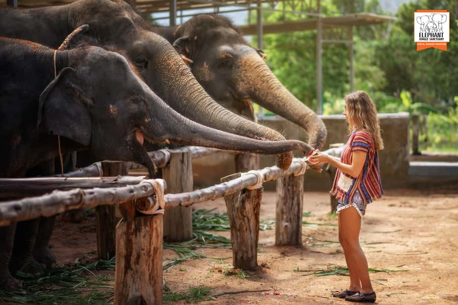 Phuket: Elephant Jungle Sanctuary Half-Day Visit with Meal - Quick Reality Check: Who This Half-Day Is Best For