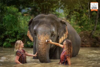 Phuket: Elephant Jungle Sanctuary Half-Day Visit with Meal - Your Elephant Time: Feeding, Walking, and Individual Stories