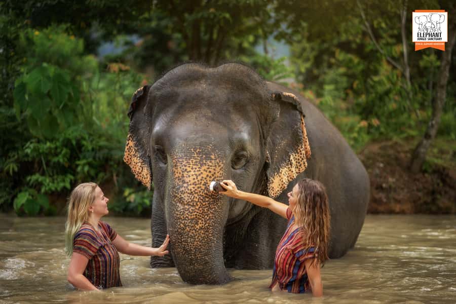 Phuket: Elephant Jungle Sanctuary Half-Day Visit with Meal - Your Elephant Time: Feeding, Walking, and Individual Stories