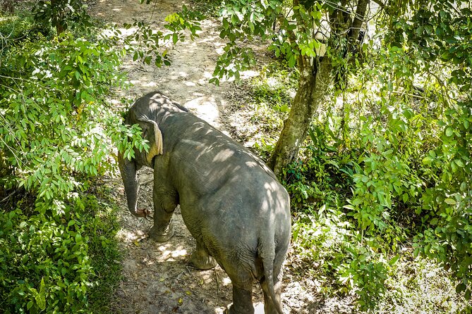 Phuket Elephant Sanctuary Canopy Walkway Tour - Key things to know before you go