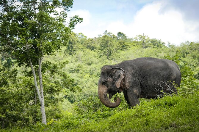 Phuket Elephant Sanctuary Canopy Walkway Tour - What makes this Phuket elephant visit different: a real sanctuary, plus a canopy view