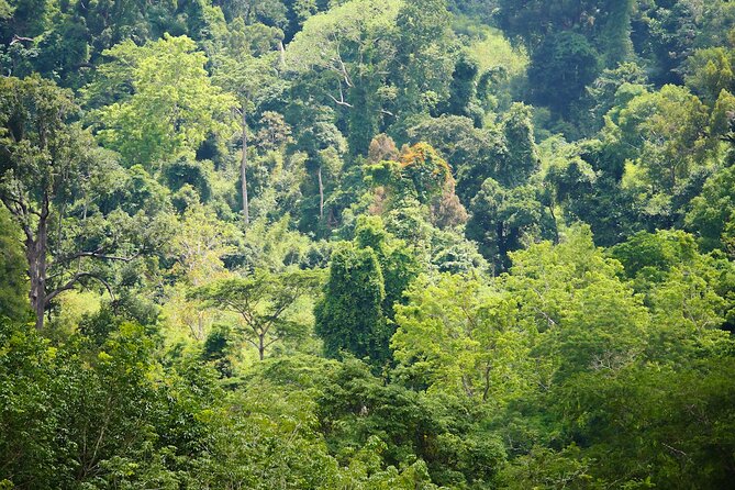Phuket Elephant Sanctuary Canopy Walkway Tour - Best times to go: morning calm vs. afternoon views