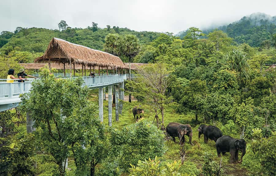 Phuket: Elephant Sanctuary Canopy Walkway Tour - Price and value: is $61 for 90 minutes fair?