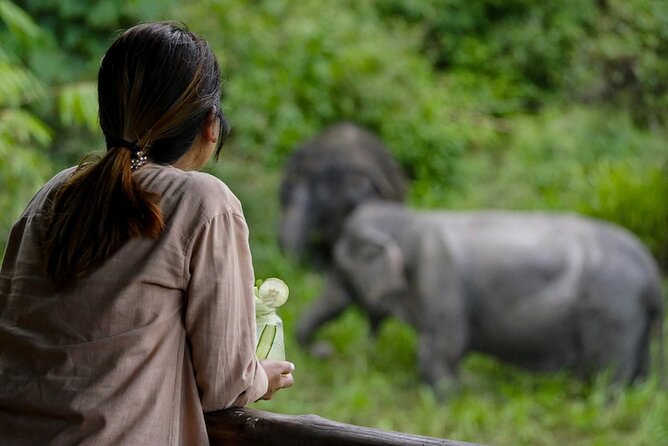 Phuket Elephant Sanctuary Canopy Walkway Tour - Getting there without drama: pickup options and the meeting point