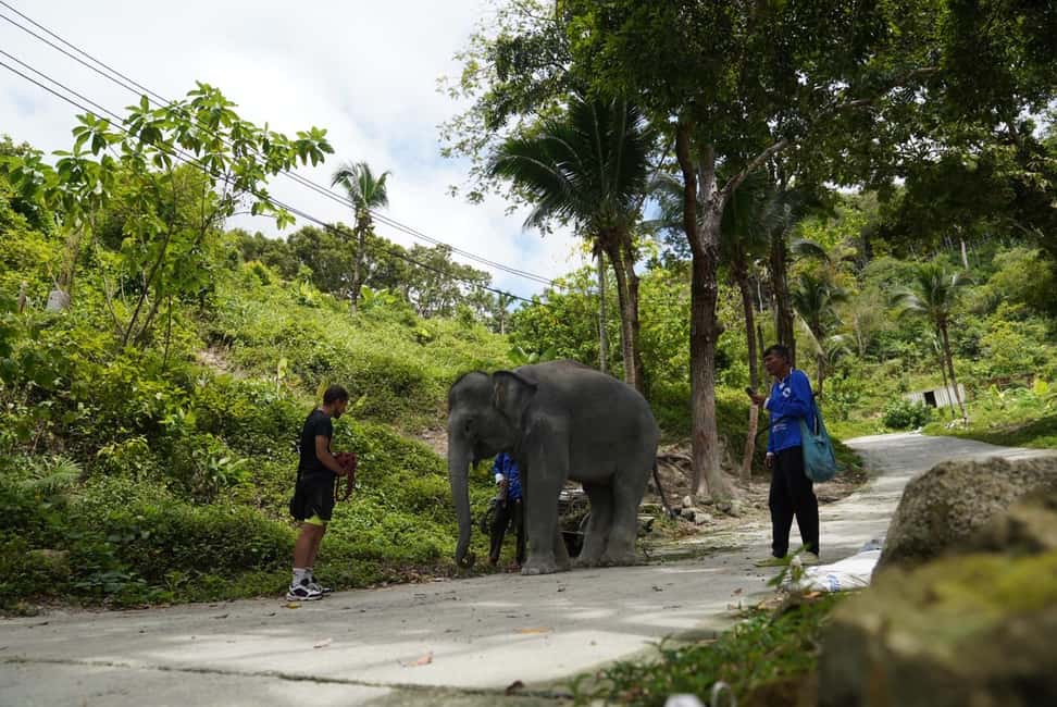 Phuket: Elephant Sanctuary Guided Tour with Hotel Transfers - Who This Tour Best Fits