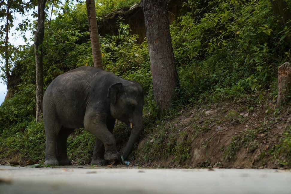 Phuket: Elephant Sanctuary Guided Tour with Hotel Transfers - Guide Quality: English, Stories, and That Human Touch