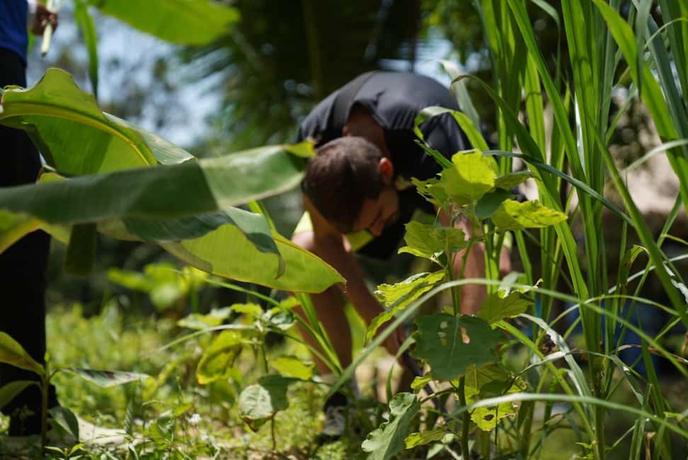 Phuket: Elephant Sanctuary Guided Tour with Hotel Transfers - How Much It Costs (and Why It Feels Like Value)