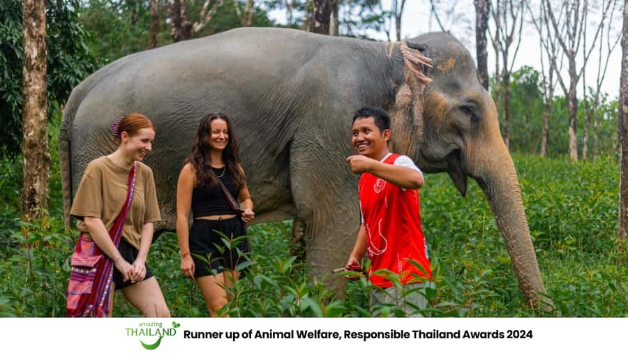 Phuket: Elephant Sanctuary Tour, Cooking Class & Lunch - Walking in, watching respectfully, then cooking pad Thai