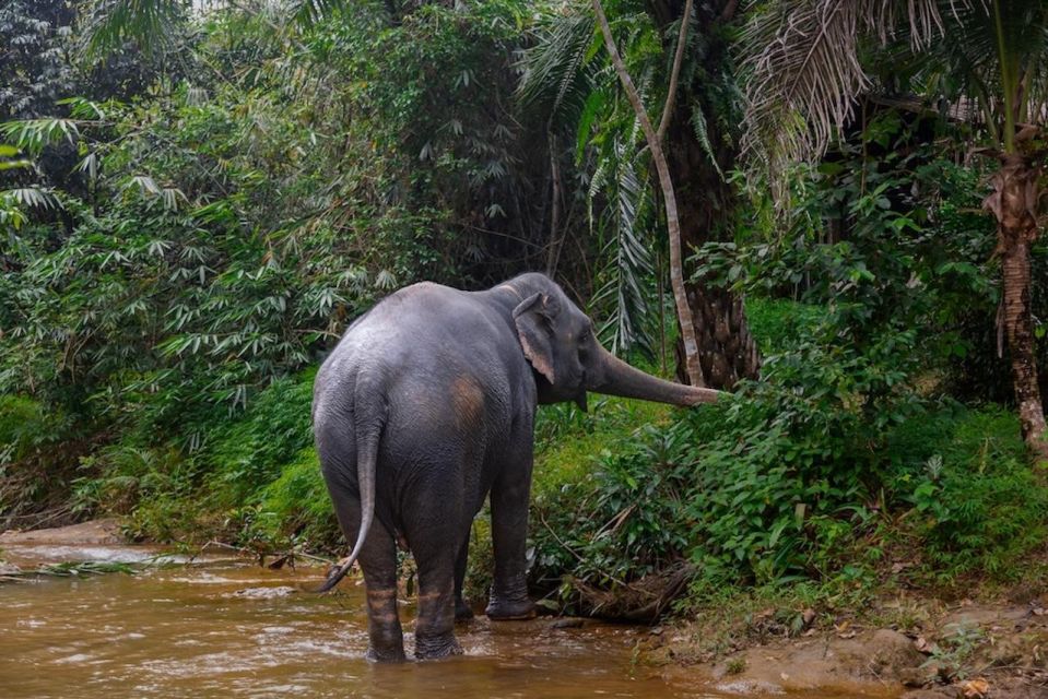 Phuket: Elephant Sanctuary Tour, Cooking Class & Lunch - Who should book this, and who should look elsewhere