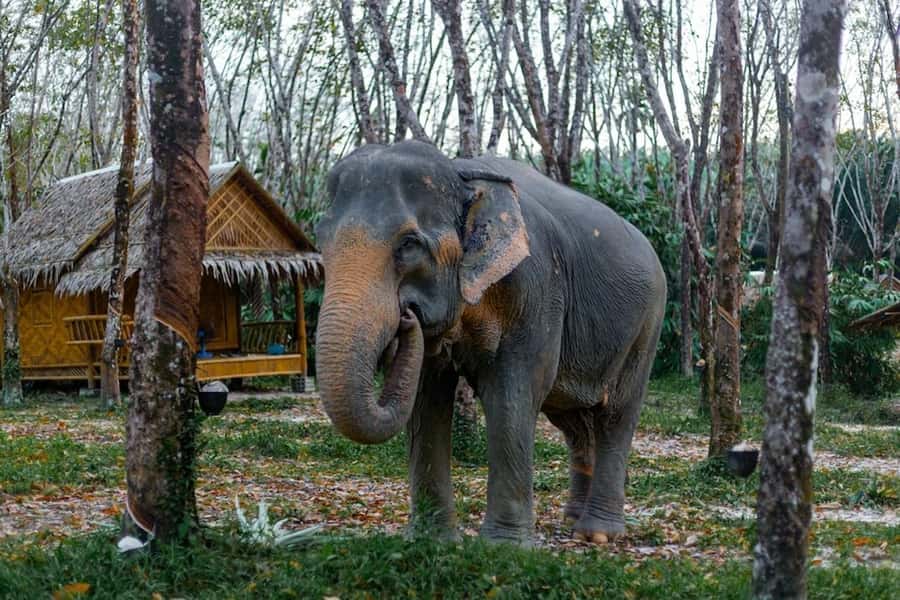 Phuket: Elephant Sanctuary Tour, Cooking Class & Lunch - Sanctuary walk time: what you’re seeing and how to get the most out of it