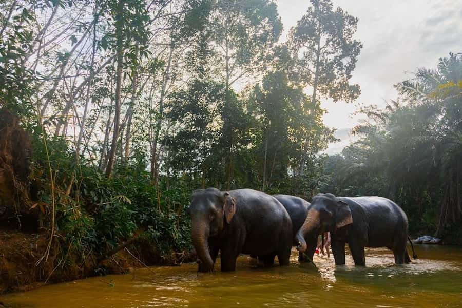 Phuket: Elephant Sanctuary Tour, Cooking Class & Lunch - Sai Rung waterfall: pretty stop, and the water-level reality check