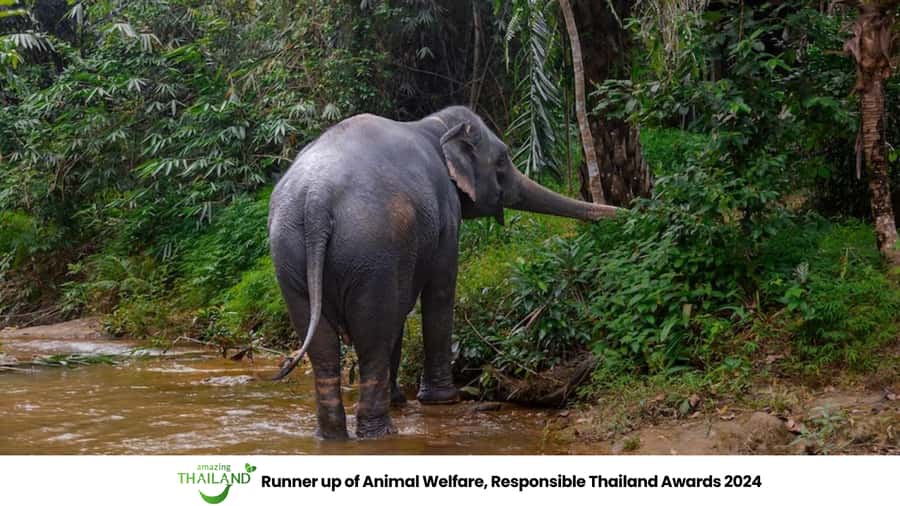 Phuket: Elephant Sanctuary Tour, Cooking Class & Lunch - Price and timing: is $102 fair for what you get?