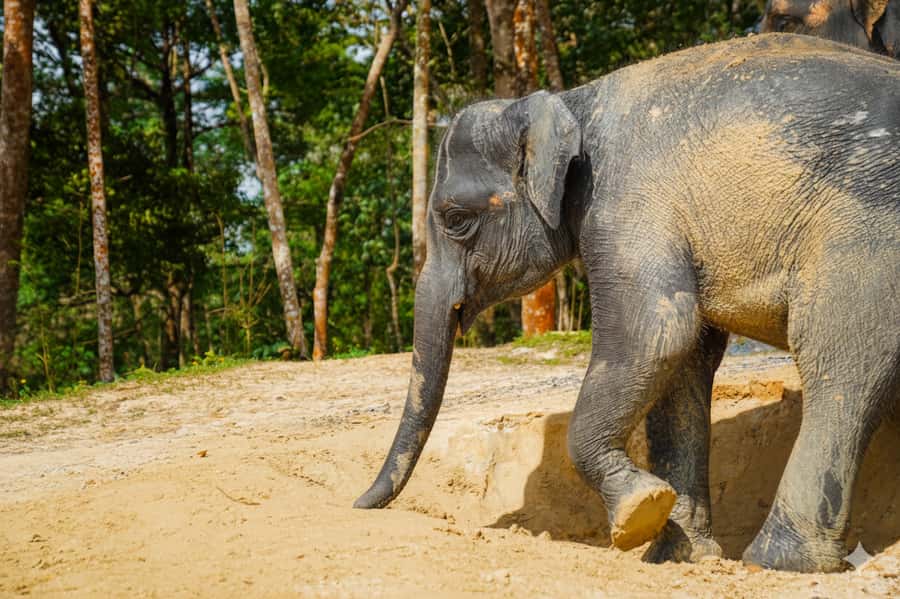 Phuket: Elephant Sanctuary Tour with Pickup & Optional Lunch - Key points worth knowing before you go