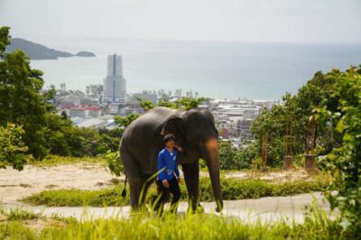 Phuket: Elephant Sanctuary Tour with Pickup & Optional Lunch - Pickup, drive, and why timing affects your elephant time