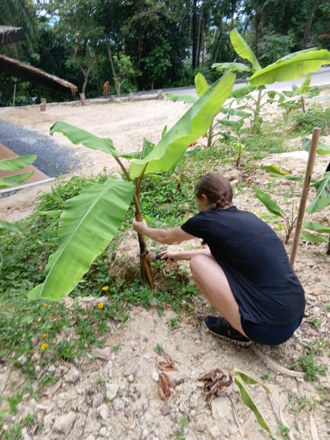 Phuket: Elephant Sanctuary Tour with Pickup & Optional Lunch - What to pack so your day stays pleasant