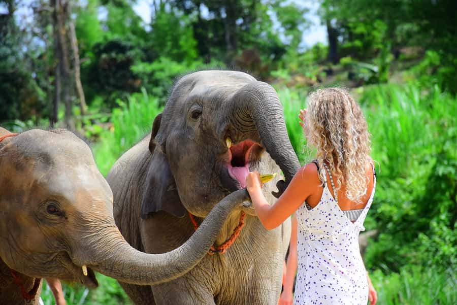 Phuket: Elephant Save & Care Program Tour - Key things that make this Elephant Save & Care Program tour special