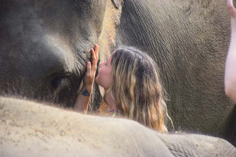 Phuket: Elephant Save & Care Program Tour - Elephant Save & Care Program in Phuket: what you’re actually signing up for