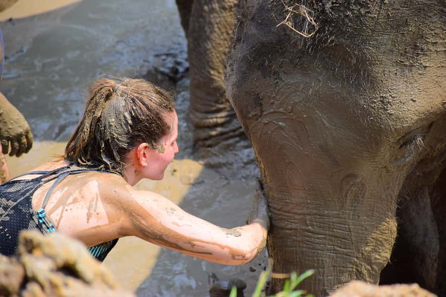 Phuket: Elephant Save & Care Program Tour - Feeding elephants in Phuket: food baskets, close contact, and what you’ll learn
