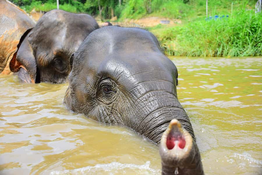 Phuket: Elephant Save & Care Program Tour - Price and value check: is $83 worth the time in Phuket?