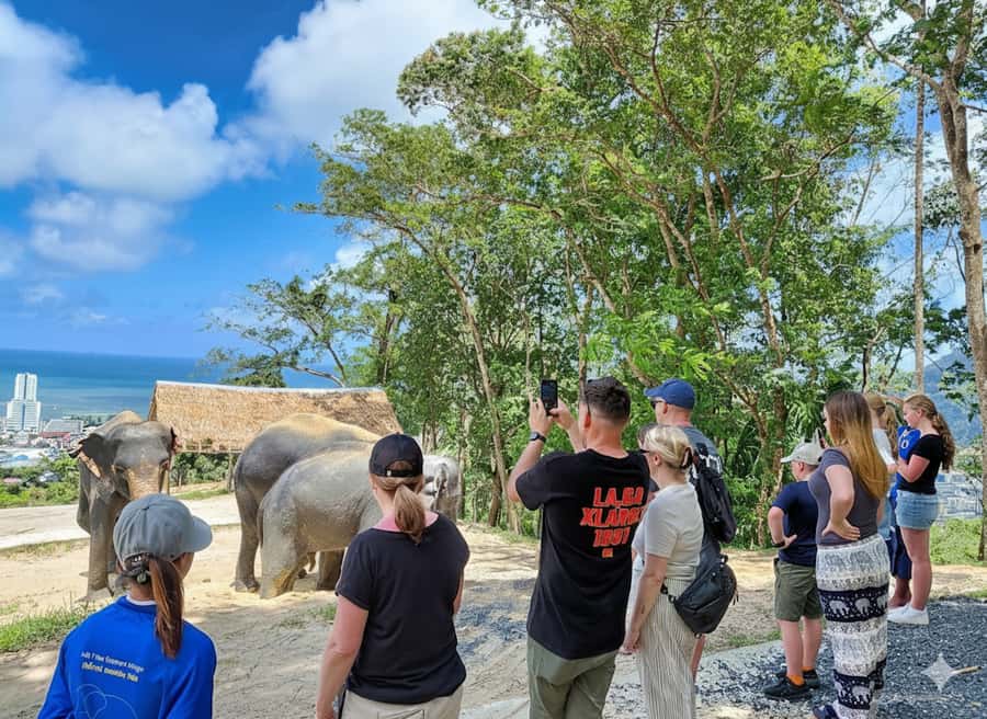 Phuket: Ethical Elephant Sanctuary Experience - Elephant Care Class: Feeding, Cane Sugar, and the Do’s and Don’ts
