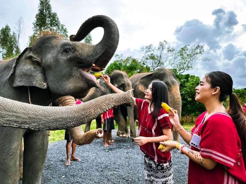 Phuket : Experience feeding and bathing elephants 1.5 Hrs. - Key highlights to know before you go