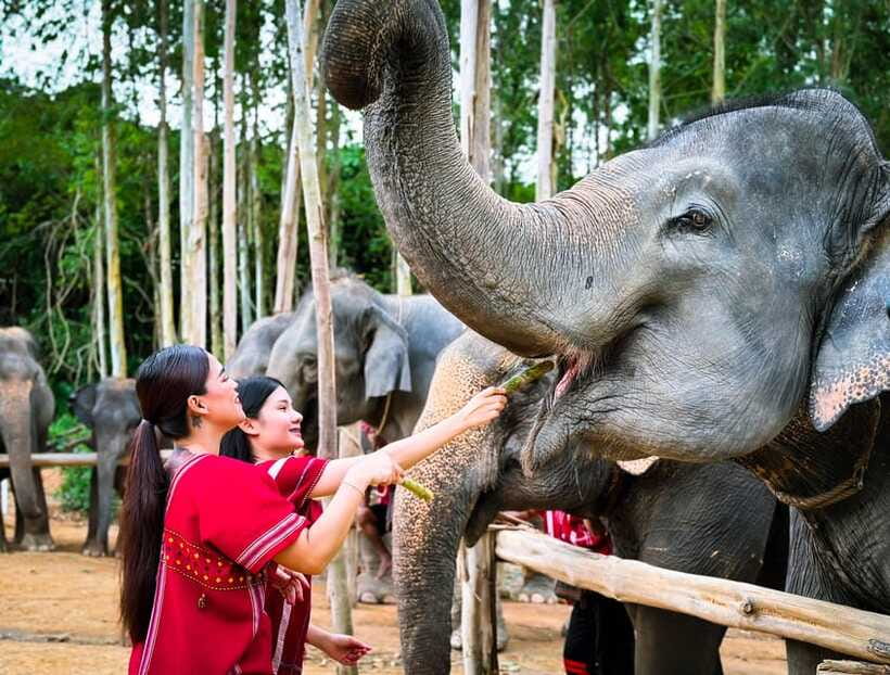 Phuket : Experience feeding and bathing elephants 1.5 Hrs. - Hotel transfers: convenient, but plan around timing
