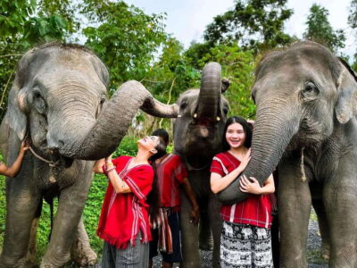 Phuket : Experience feeding and bathing elephants 1.5 Hrs. - The 1.5-hour elephant window (plus real Phuket traffic time)